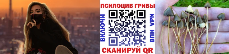 Псилоцибиновые грибы Psilocybe Пласт